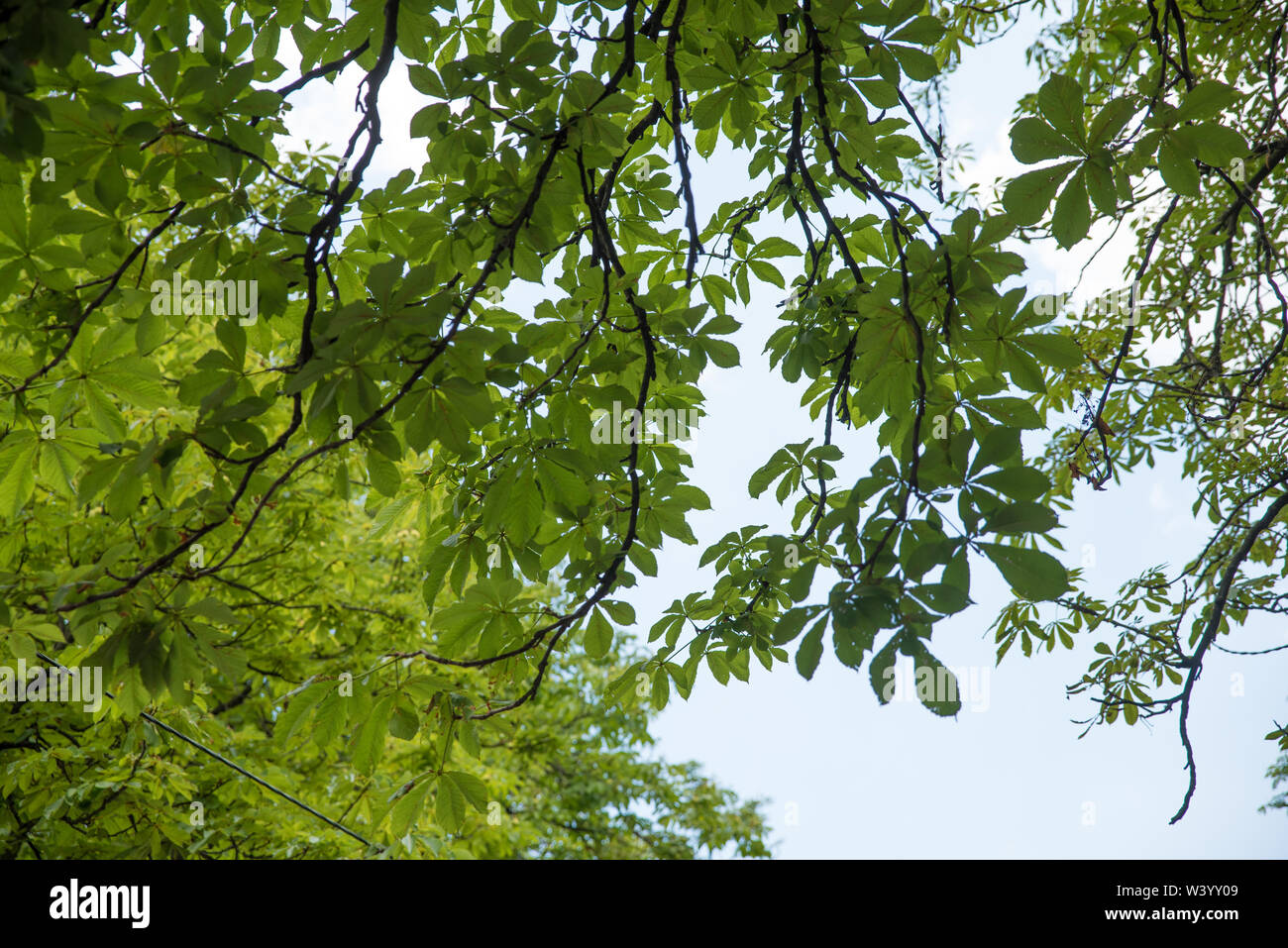 Les feuilles des châtaigniers dans un parc Banque D'Images