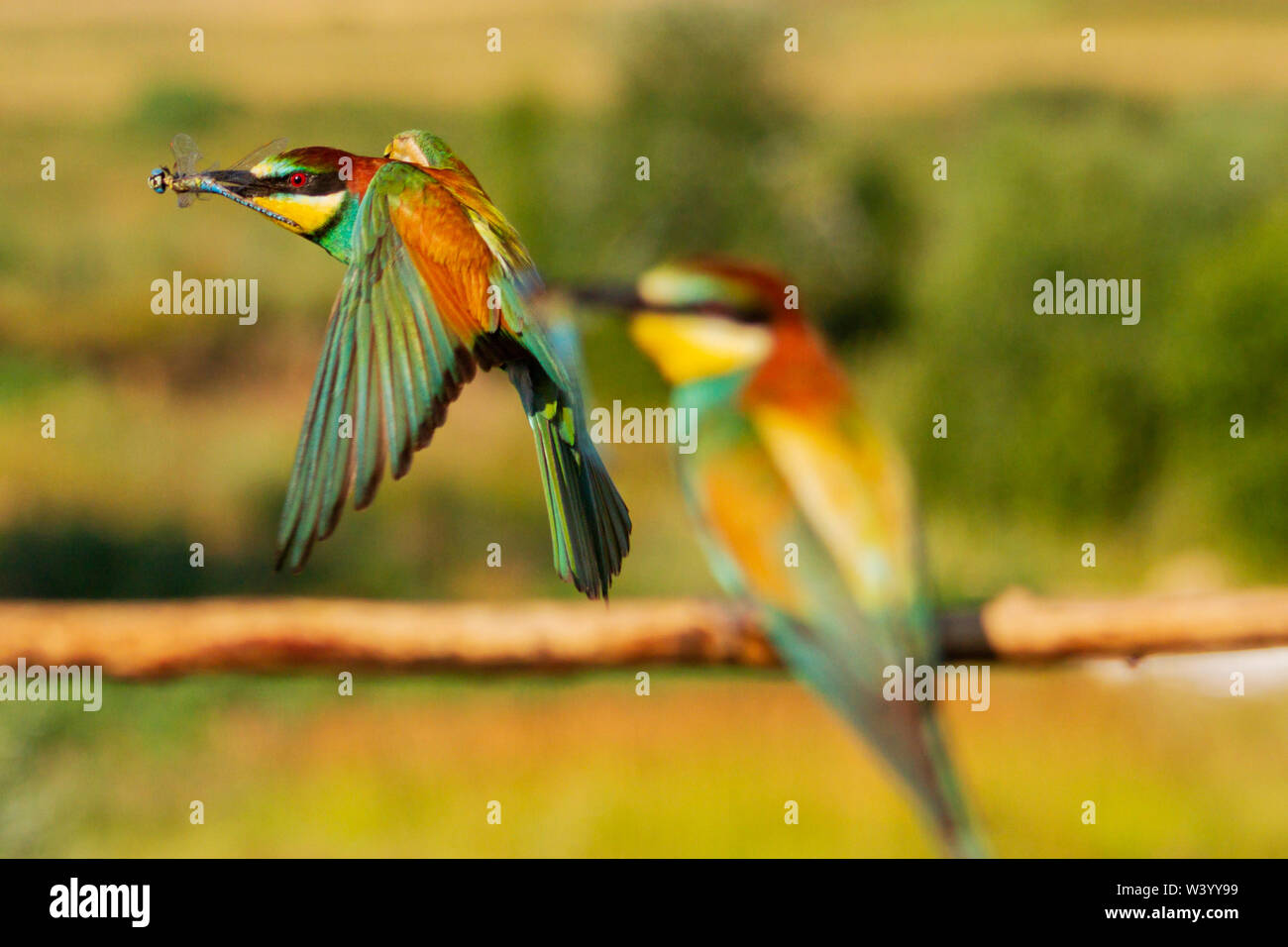 Beaux oiseaux colorés par les mouches avec une libellule dans son bec Banque D'Images