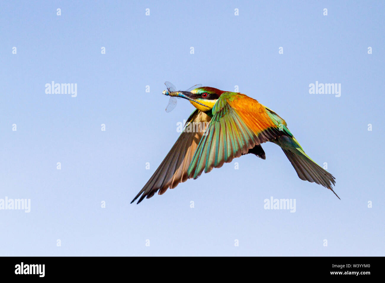 Bee-eater vole dans le ciel avec une libellule dans son bec Banque D'Images