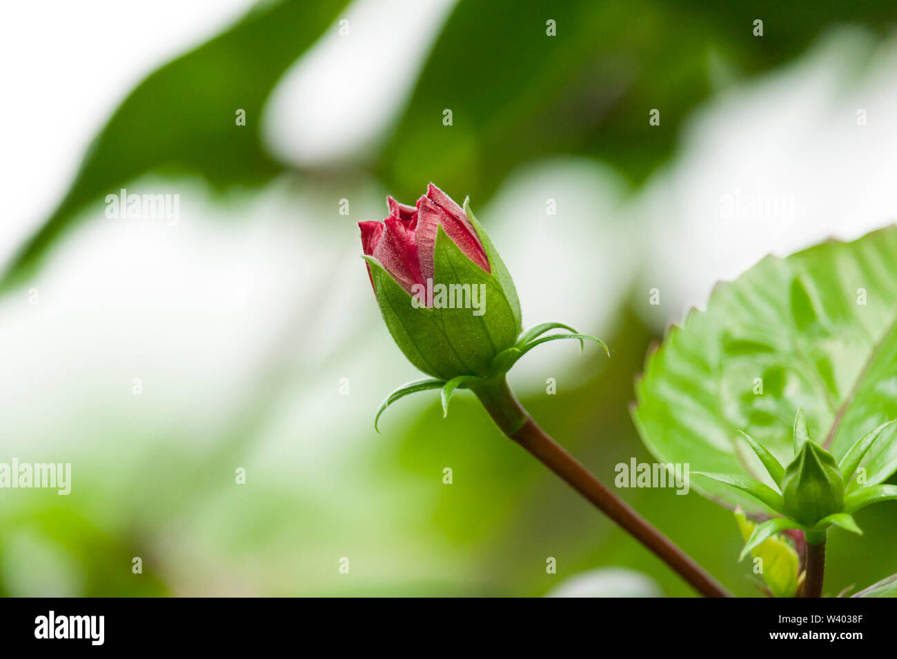 Hibiscus Flower Bud, Macro de la Chine rouge Fleur Rose Bud Banque D'Images