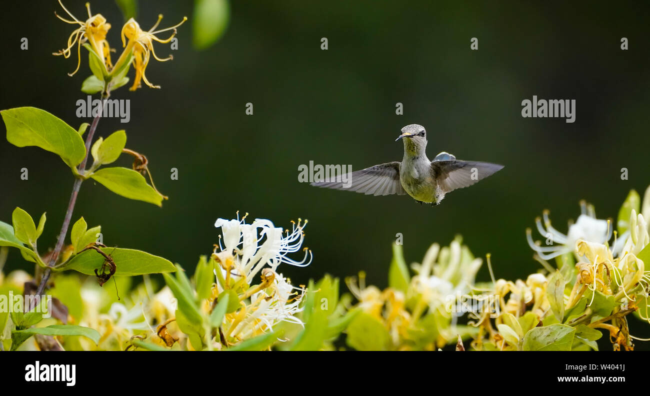 Close Up d'un colibri avec sa langue, et le pollen sur le bec Banque D'Images