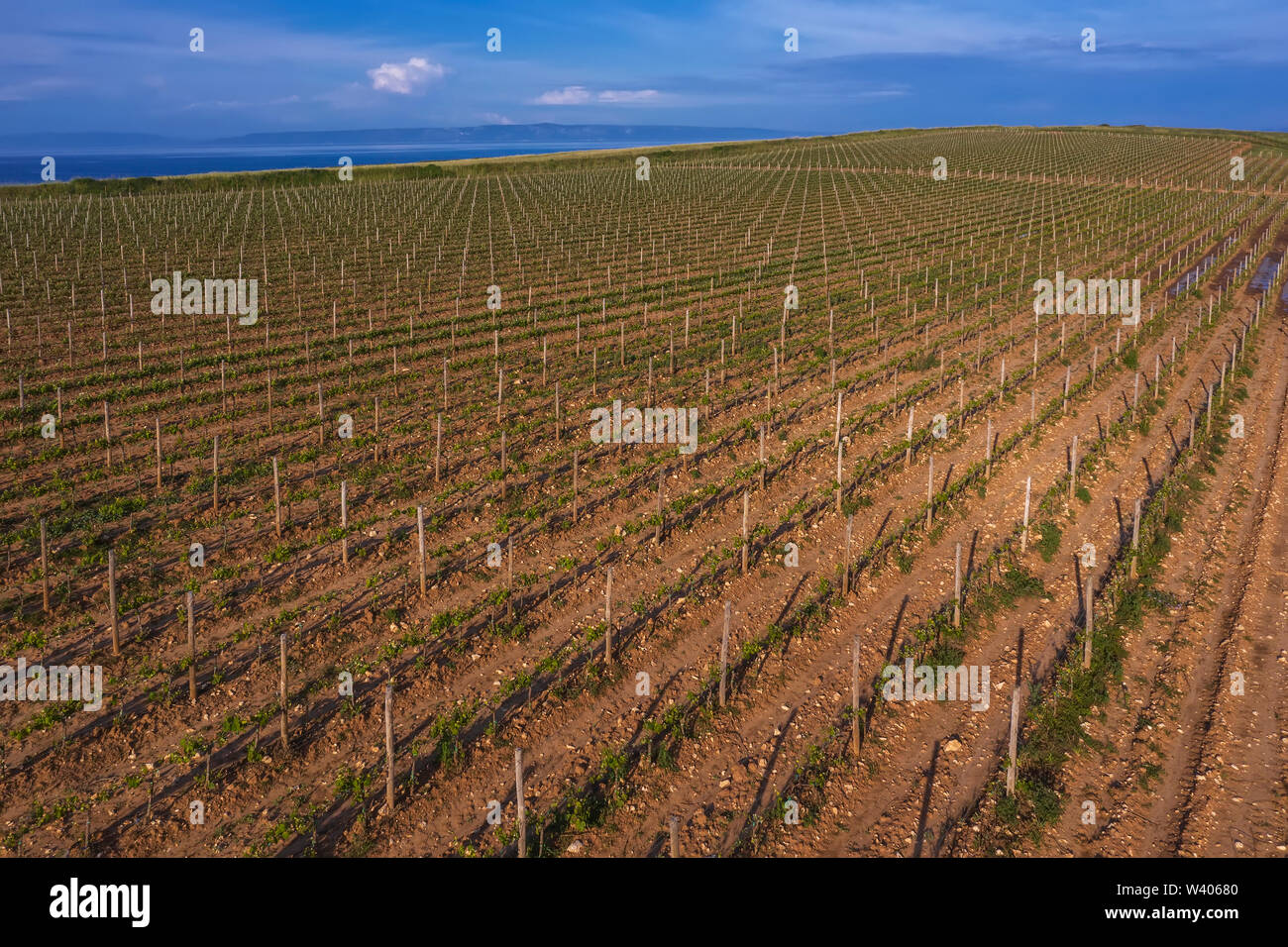 Vue aérienne de vignoble entouré par la mer à Marlera, Istrie, Croatie Banque D'Images