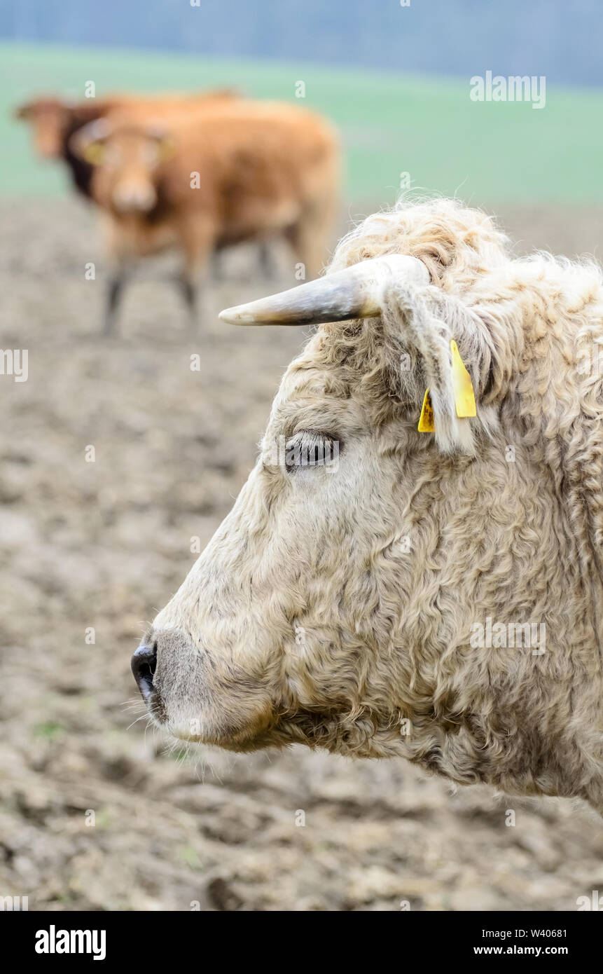 Bos taurus, le bétail sur un pâturage dans la campagne en Bavière, Allemagne Banque D'Images