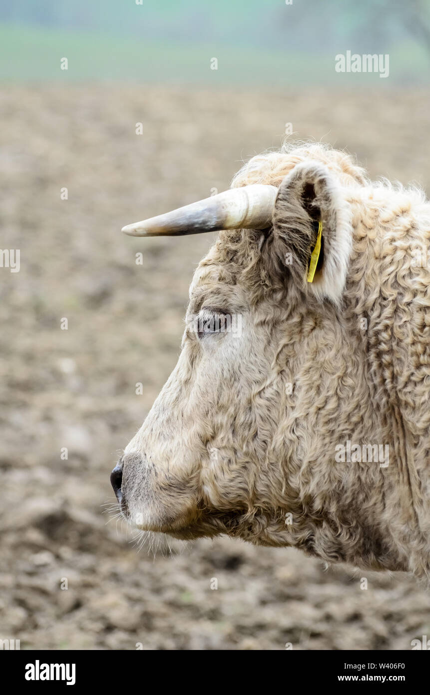 Bos taurus, le bétail sur un pâturage dans la campagne en Bavière, Allemagne Banque D'Images