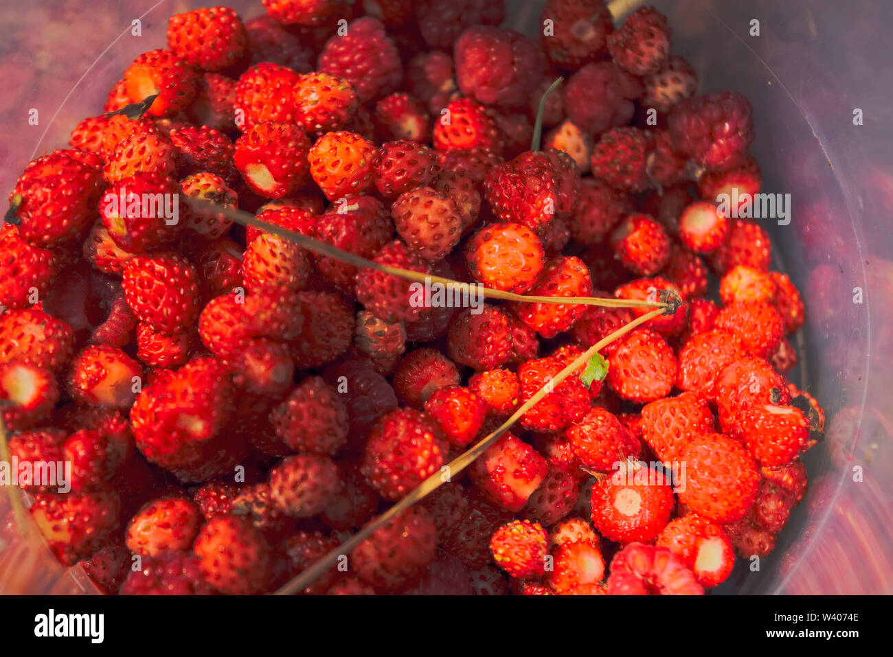 Fruits rouges mûrs de fraise sauvage de près. Close up de fraises sauvages Banque D'Images