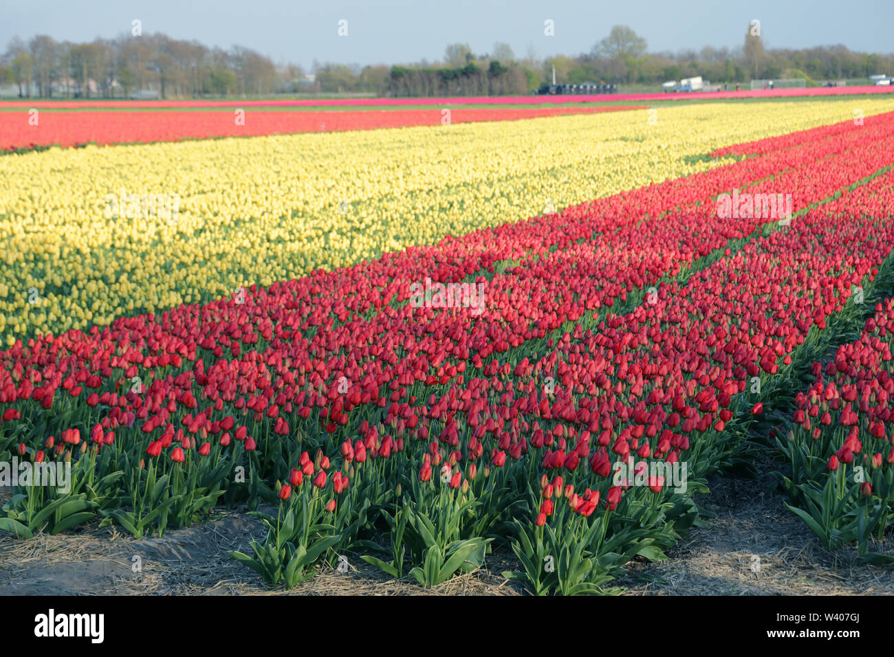 Champs de tulipes rouges et jaunes en Hollande pendant le printemps. Banque D'Images