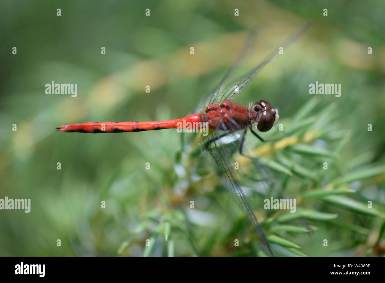 Cherry-face Meadowhawk libellule vu contre les aiguilles de pin vert. Banque D'Images