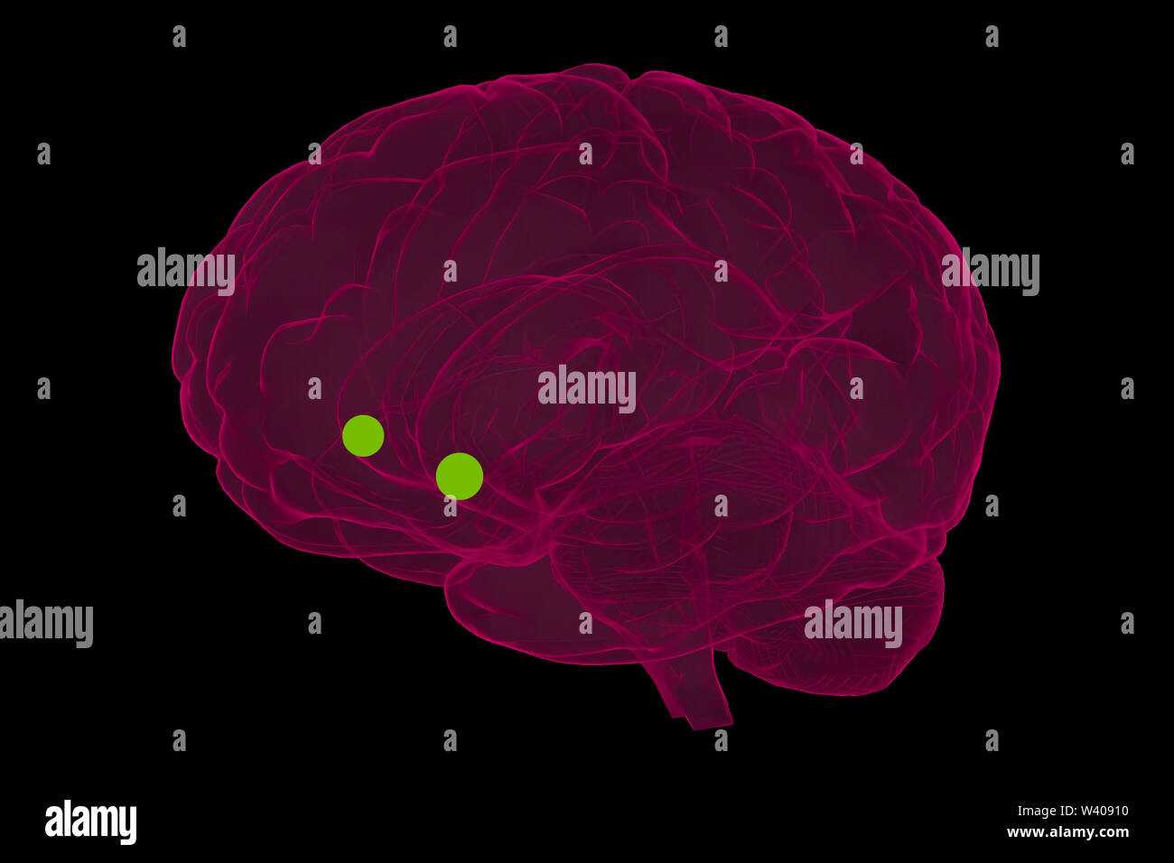 Le rendu 3D de l'organe de l'amygdale. Illustration sur le plan médical. Banque D'Images