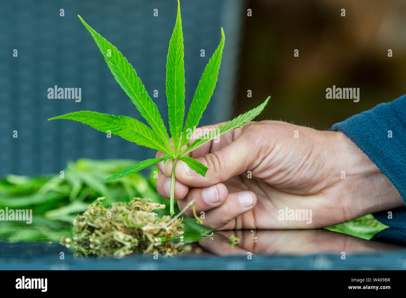 La marijuana médicale. Légaliser le cannabis comme un produit médical. Une feuille de marijuana dans la main. Banque D'Images