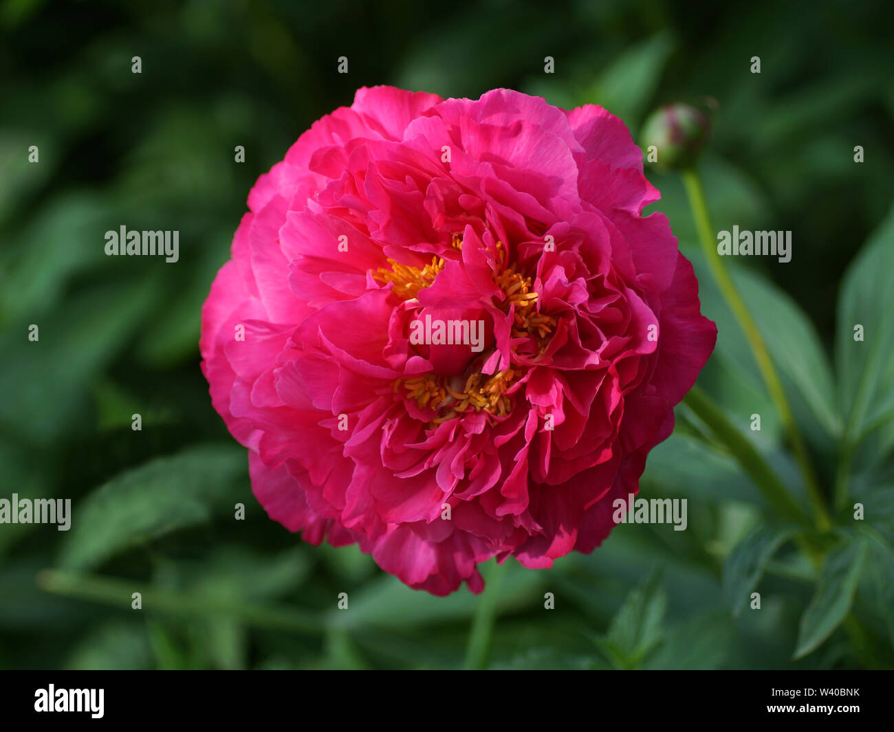 Paeonia lactiflora Goody. Fleur de pivoine pourpre double. Paeonia lactiflora pivoine chinoise (ou même jardin pivoine). Une fleur Banque D'Images