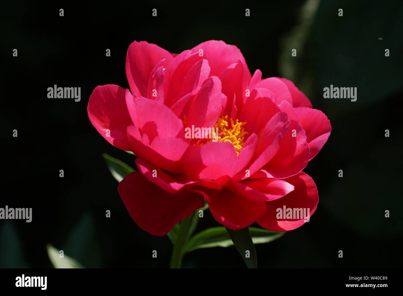 Paeonia Ellen Cowley. Semi-double, de pivoine rose fleur. Paeonia lactiflora pivoine chinoise (ou même jardin pivoine). Une fleur Banque D'Images