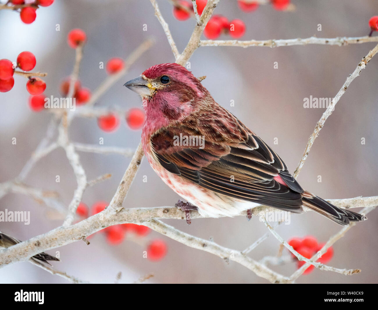 Roselin pourpré, Carpodacus purpureus, homme, perché sur la branche de l'arbre aux fruits rouges, Nova Scotia, Canada Banque D'Images