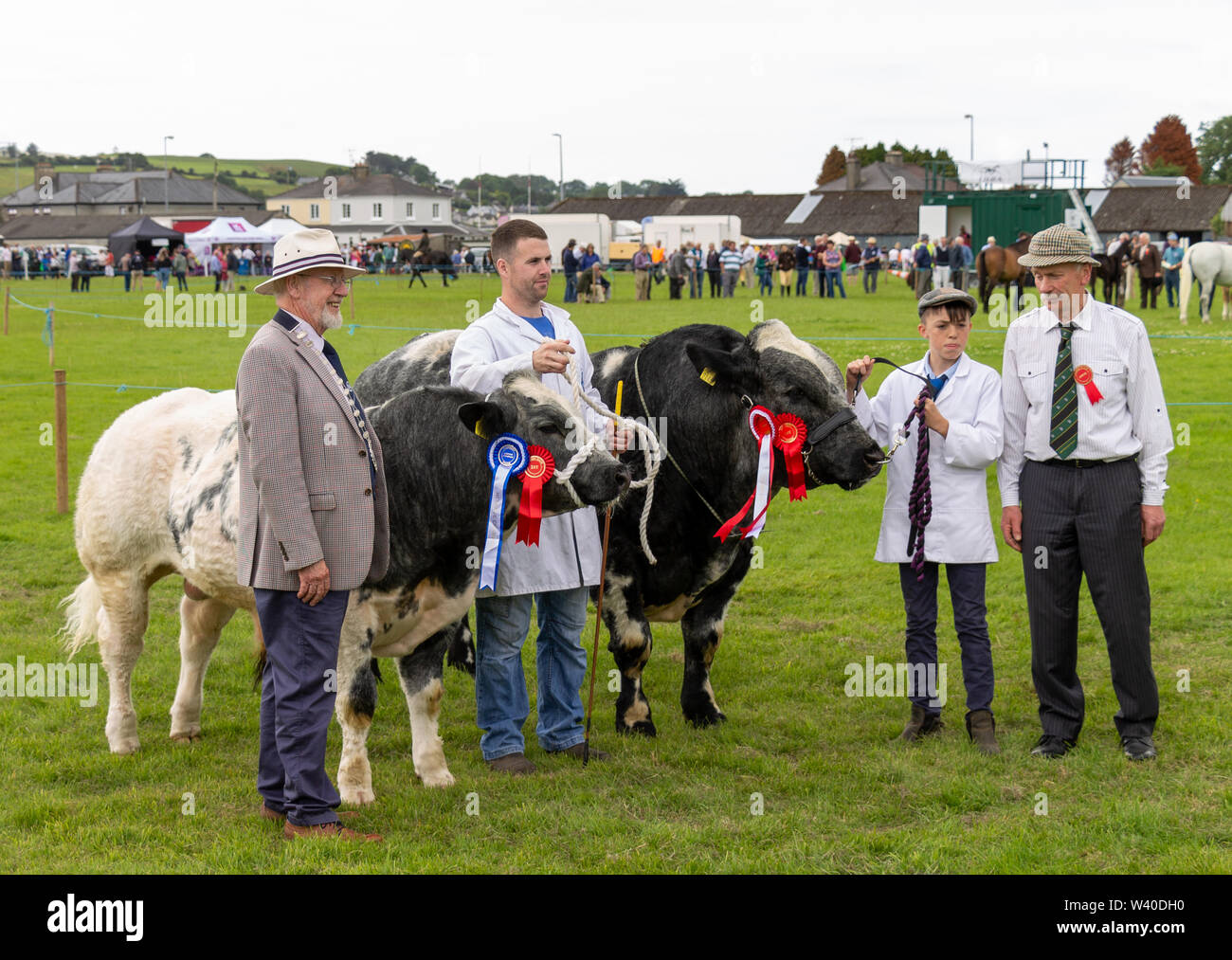 Bull Bleu belge montrant à un pays juste, Skibbereen Irlande Banque D'Images