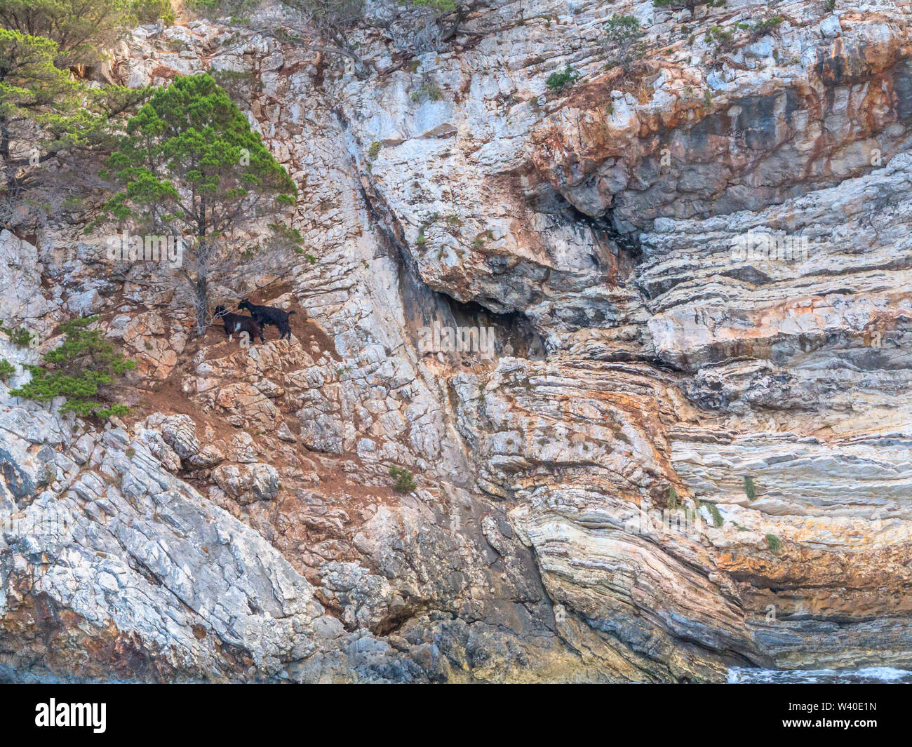 Deux chèvres à l'abri sous un arbre à mi-chemin dans une falaise sur Kefalonia Banque D'Images