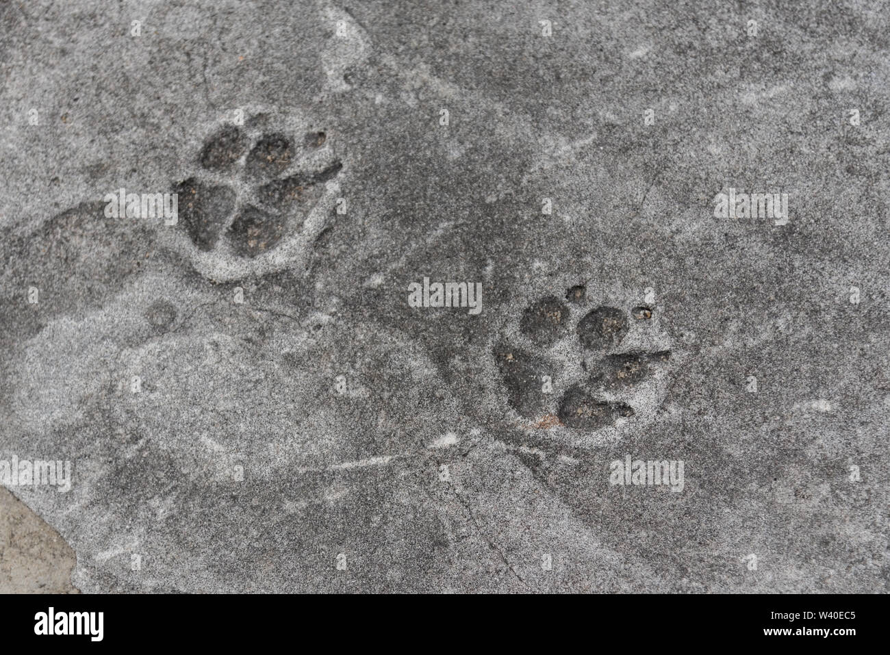 L'empreinte de patte de chien sur du ciment ancien Banque D'Images