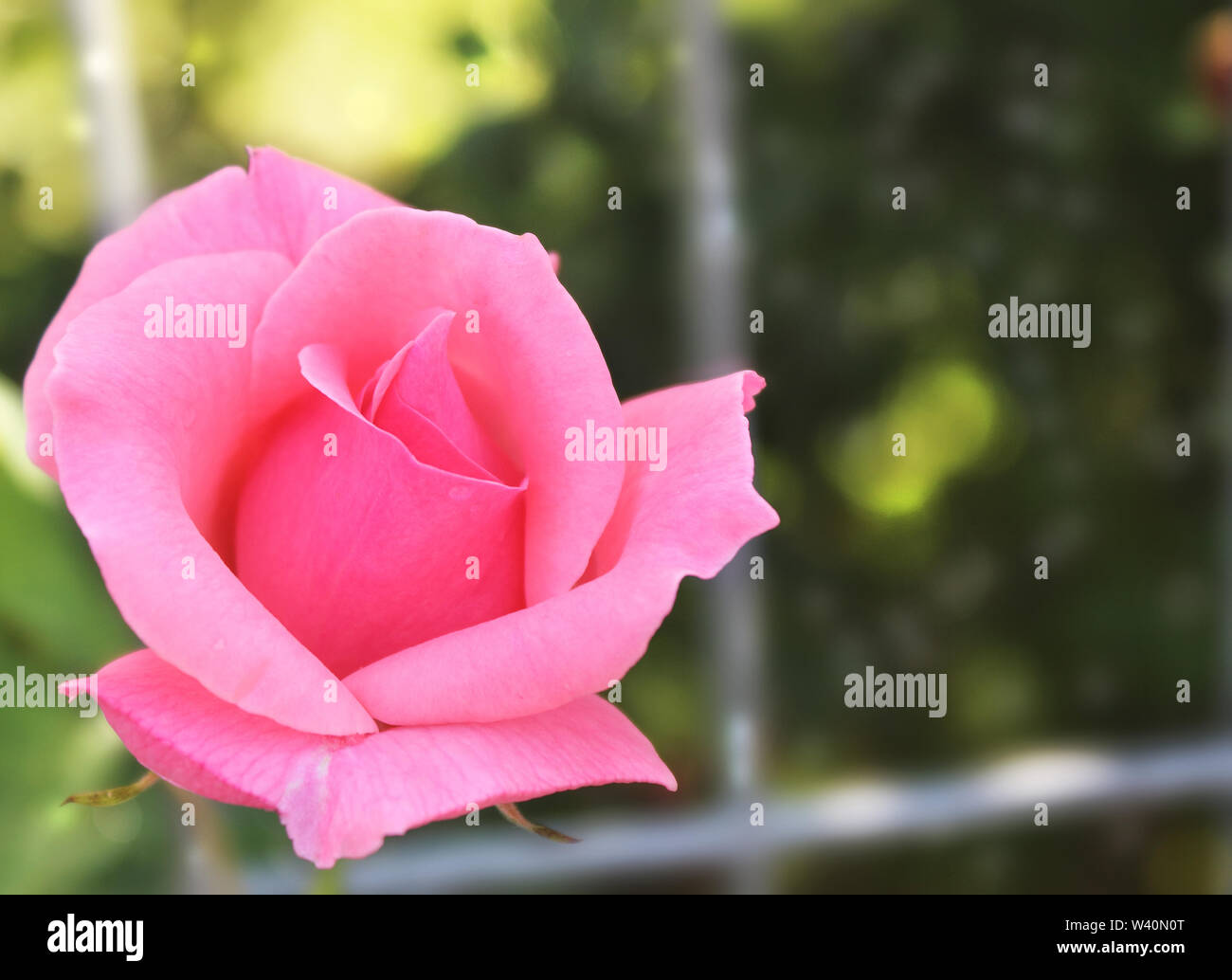 Rose Corail fleur dans le jardin de roses. Soft focus Banque D'Images