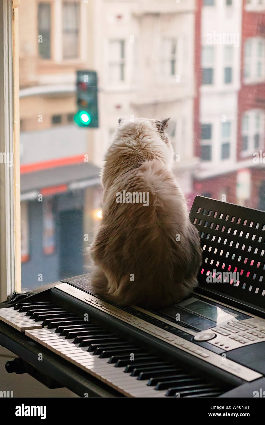 Chat Ragdoll assis sur un clavier de piano à la recherche à une fenêtre, à une rue de la ville Banque D'Images
