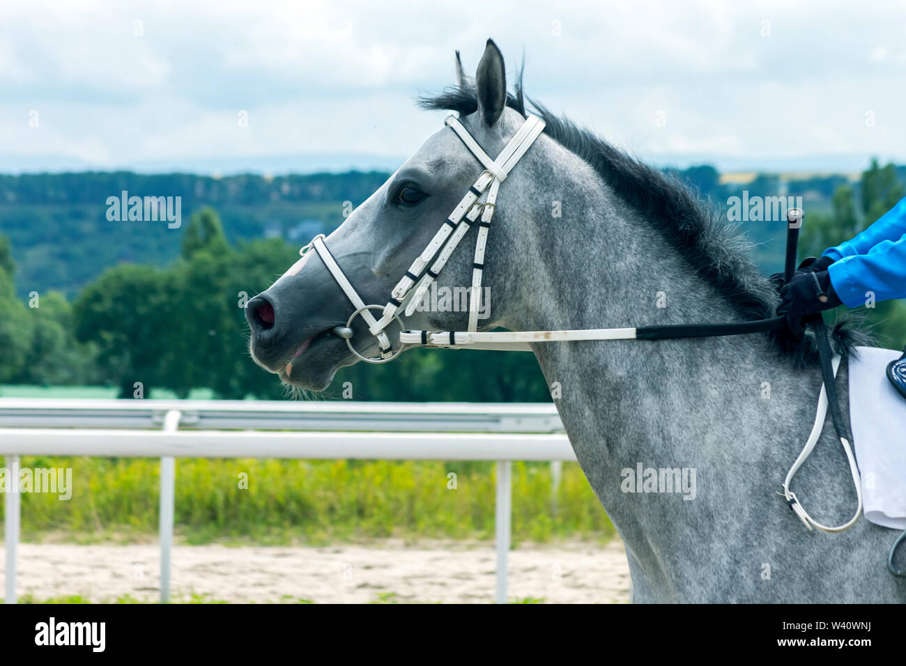 Portrait d'un beau cheval arabe gris,Caucase. Banque D'Images