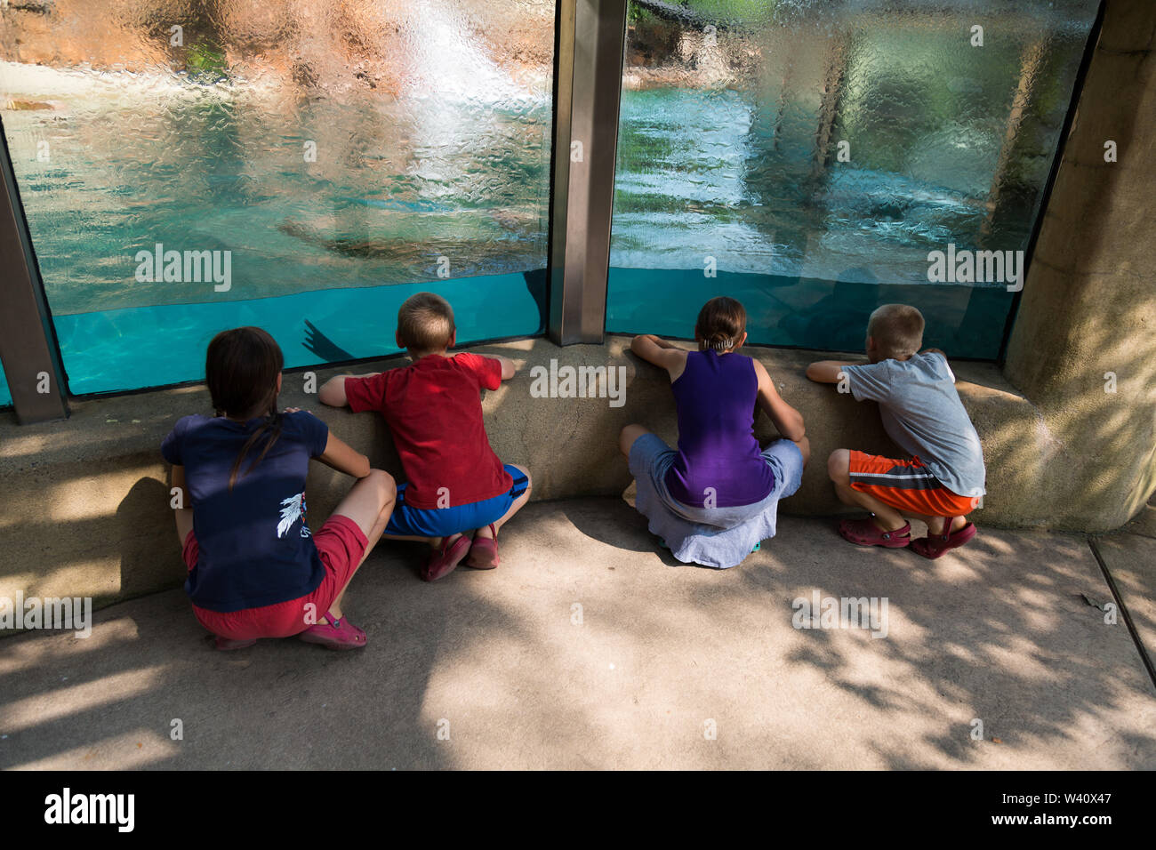 Dans un effort pour voir un lion de mer, quatre enfants dans le milieu aquatique par les pairs la pièce lors de la visite du zoo pour enfants de Fort Wayne de Fort Wayne, Indiana, USA. Banque D'Images