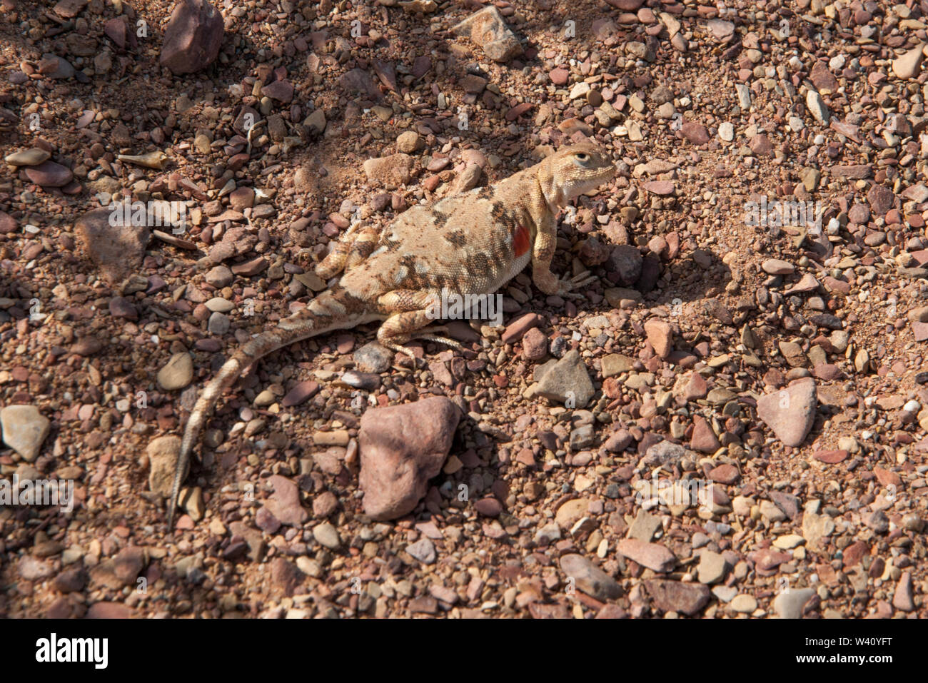 Lézard dans le désert de Gobi, Mongolie Banque D'Images