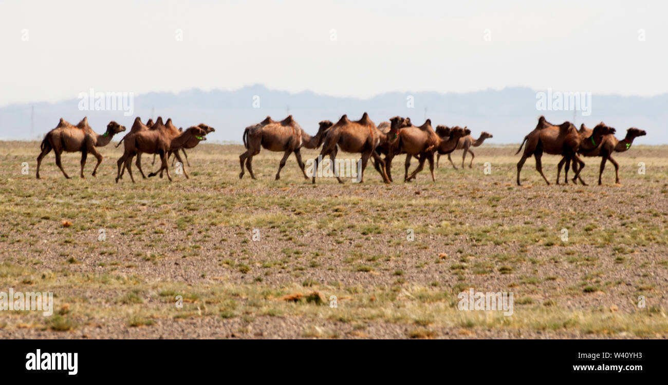 Troupeau de chameaux de Bactriane dans le désert de Gobi, Mongolie Banque D'Images