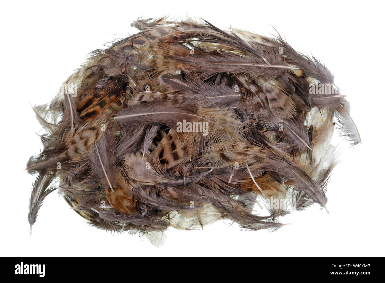 Des tas d'oiseaux caille, petite plumes tachetées se trouve sur une table. Macro studio isolé Banque D'Images