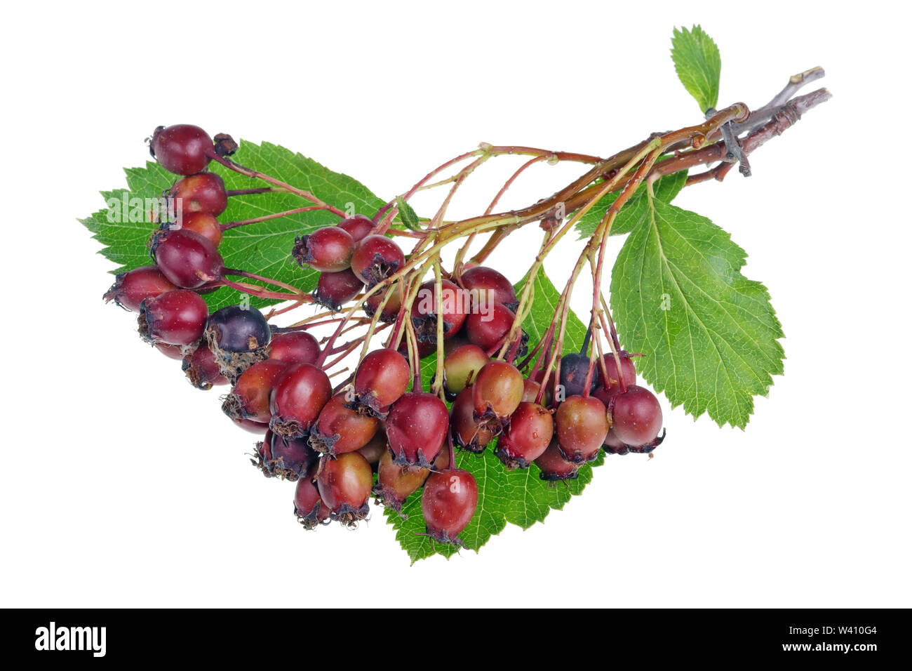 Bande de sauvages des forêts vertes du vrai rouge baies d'aubépine sur les brindilles avec des taches et des points. Isolé sur un plan macro studio blanc Banque D'Images