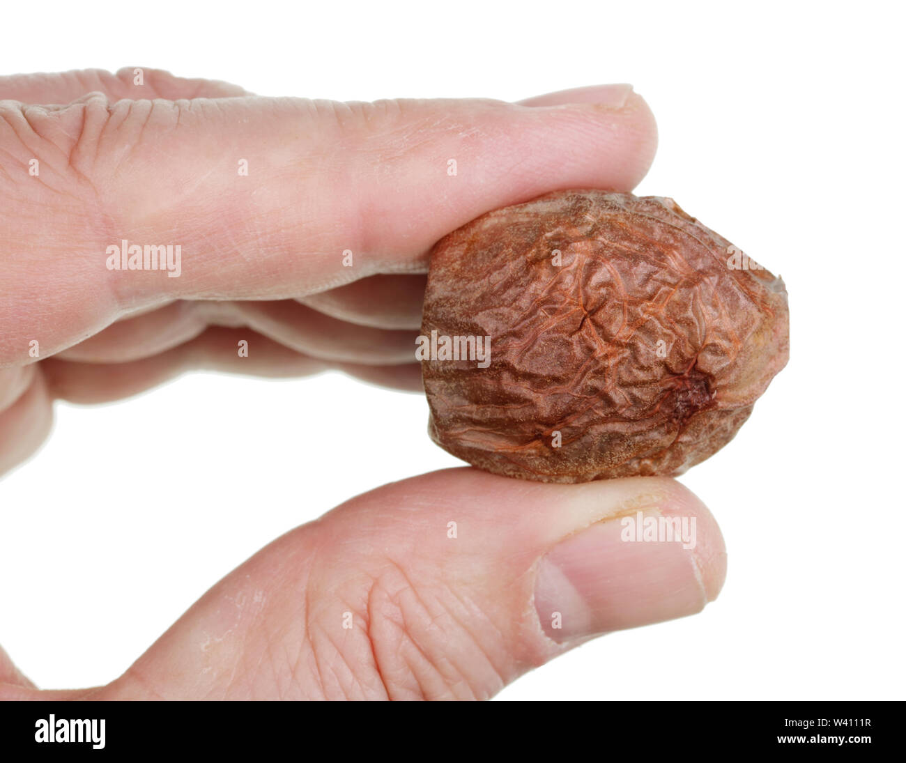 L'agriculteur tient dans sa main un avocat à sec des graines de l'écrou. Isolé sur blanc macro studio Banque D'Images