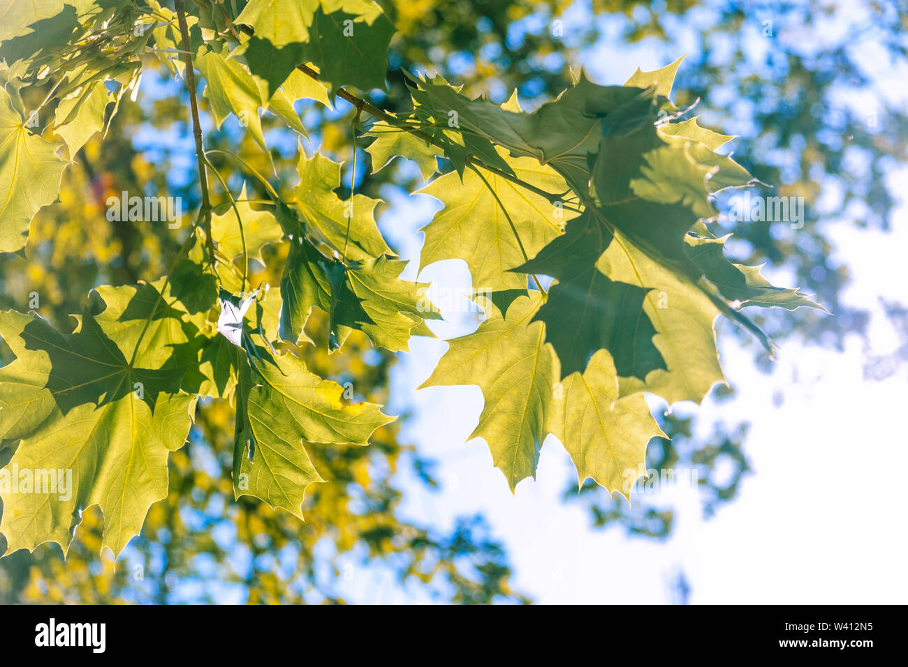 La lumière du soleil d'été doux qui brillait à travers les feuilles d'érable Banque D'Images