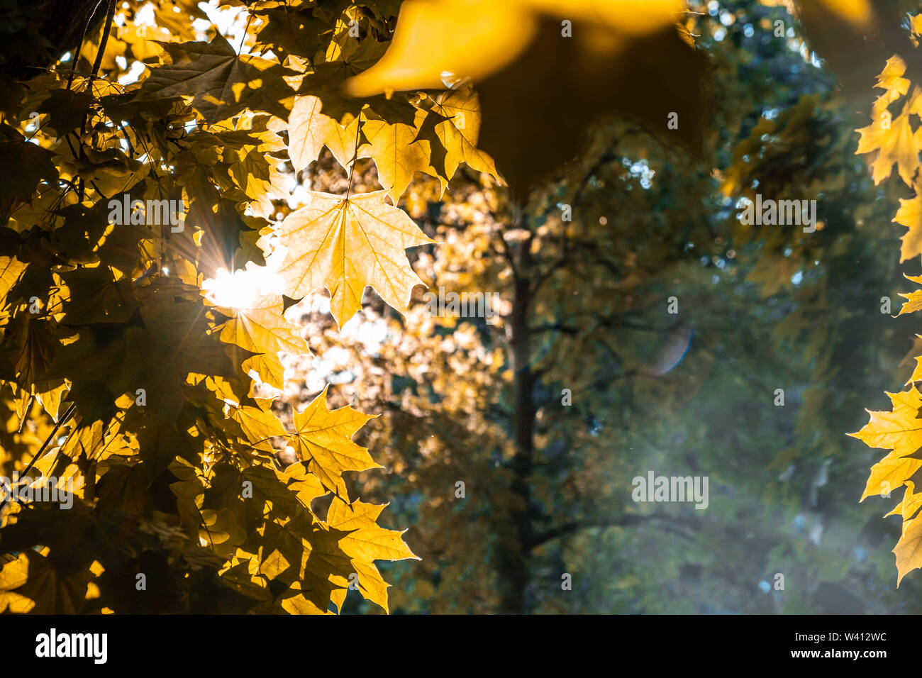 Flare soleil à travers les feuilles d'érable jaune avec des focus - humeur d'automne Banque D'Images