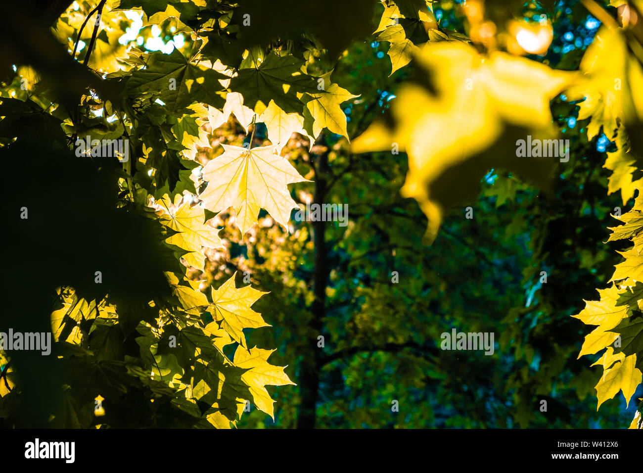 La lumière du soleil faisant saillie au-dessus des feuilles d'érable jaune avec l'accent peu profondes Banque D'Images