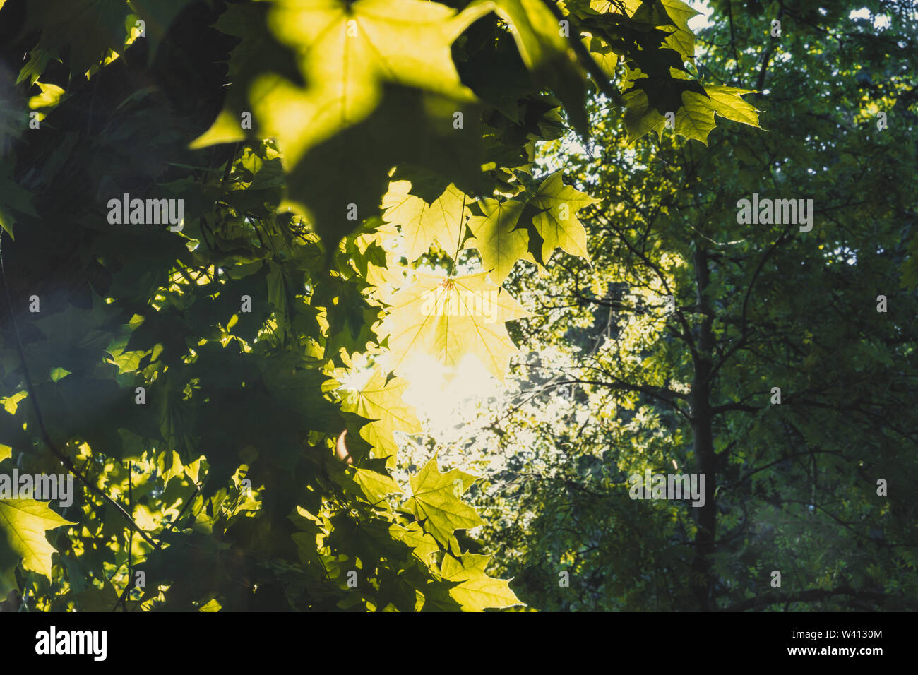 Magnifique cadre des maple leafs throuh saillie soleil couvert des arbres dans une forêt Banque D'Images