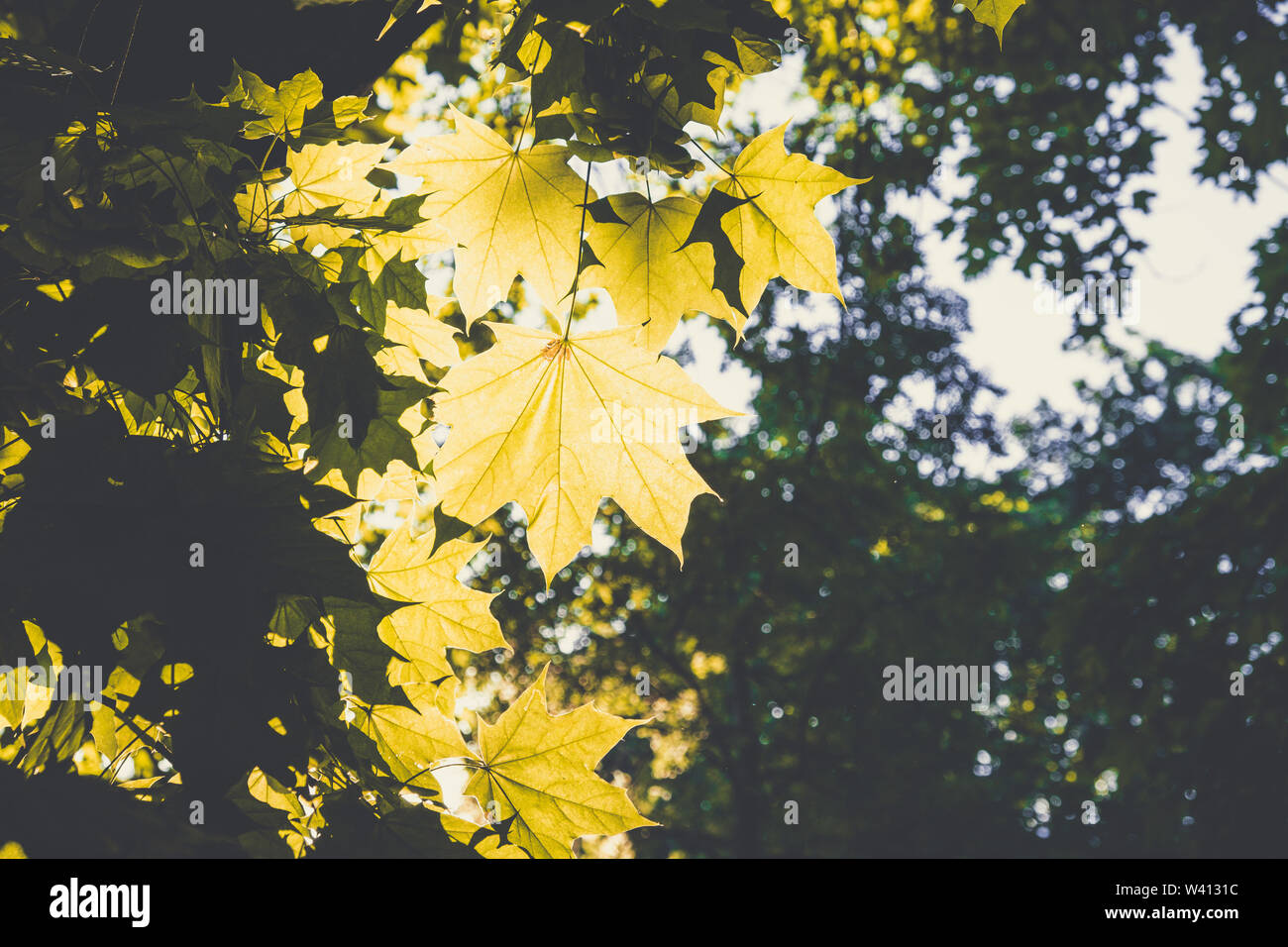 La lumière du soleil et les feuilles d'érable dans une forêt avec arrière-plan flou Banque D'Images