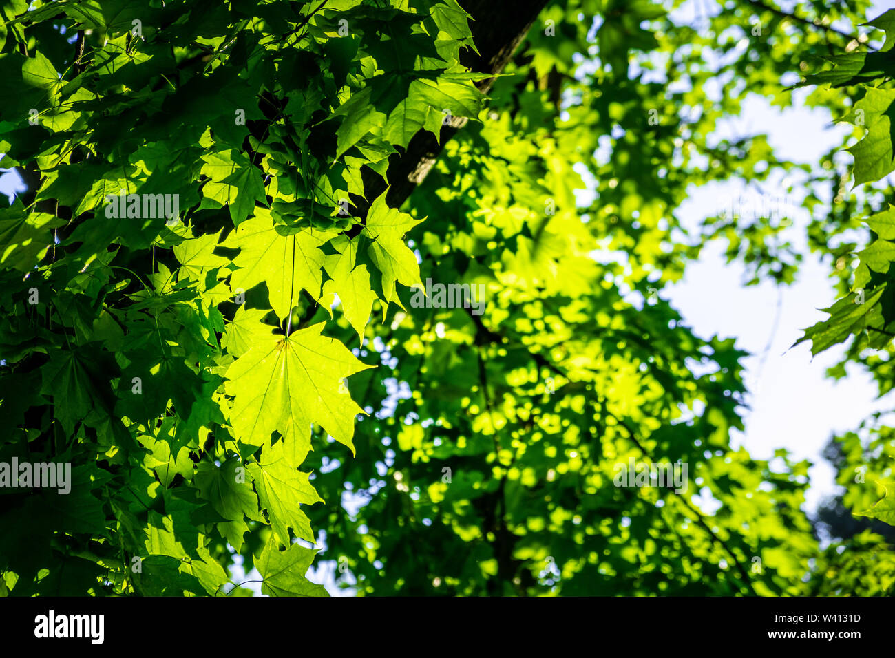 Les feuilles d'érable vert vif sur fond flou Banque D'Images
