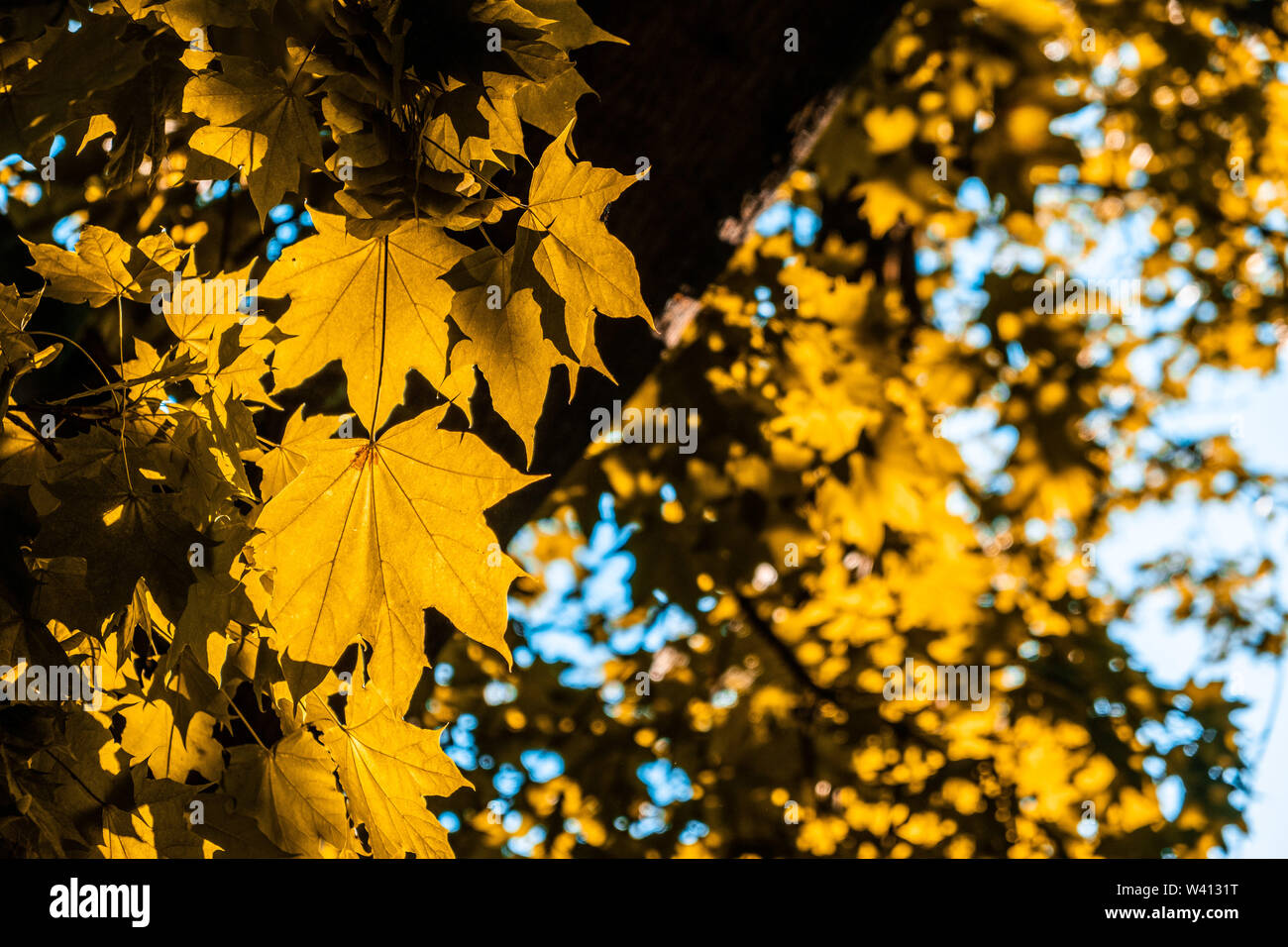 Or vif sur maple leafs blackground brouillée avec copie espace - humeur d'automne Banque D'Images