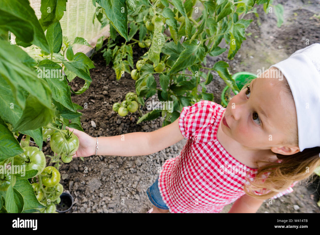 Jeune fille de l'école pré-montre et vérifie les tomates biologiques de plus en plus son potager Banque D'Images