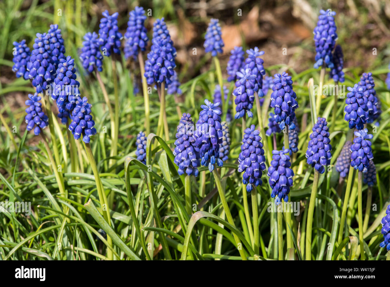 Grape Hyacinth (Muscari armeniacum) est une plante vivace qui fleurit l'ampoule en forme d'urne en fleurs au printemps. Banque D'Images