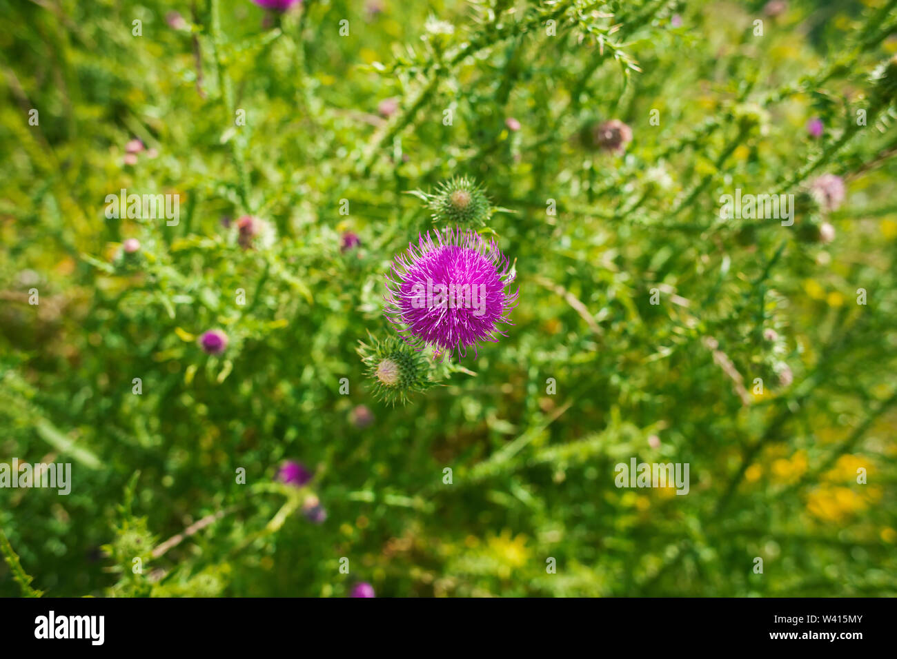 L'un rose et vert de fleurs de montagne dans l'arrière-plan flou de bush. Banque D'Images