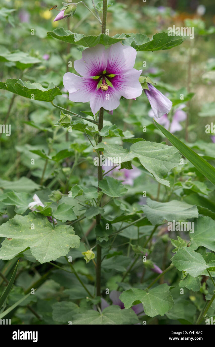 Subovata Malva, bicolore, Lavatera maritima Banque D'Images