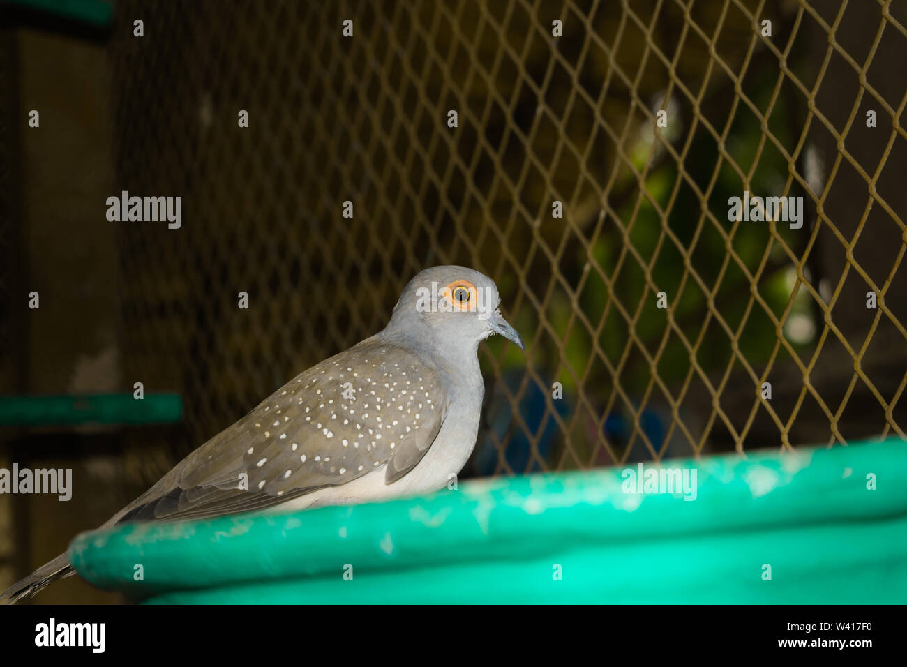Close up of spotted dove dans une cage,vue magnifique sur la montagne dans une cage,dove tourterelle pearl. Banque D'Images Close up of spotted dove dans une cage,vue magnifique sur la montagne dans une cage,dove tourterelle pearl. Banque D'Images