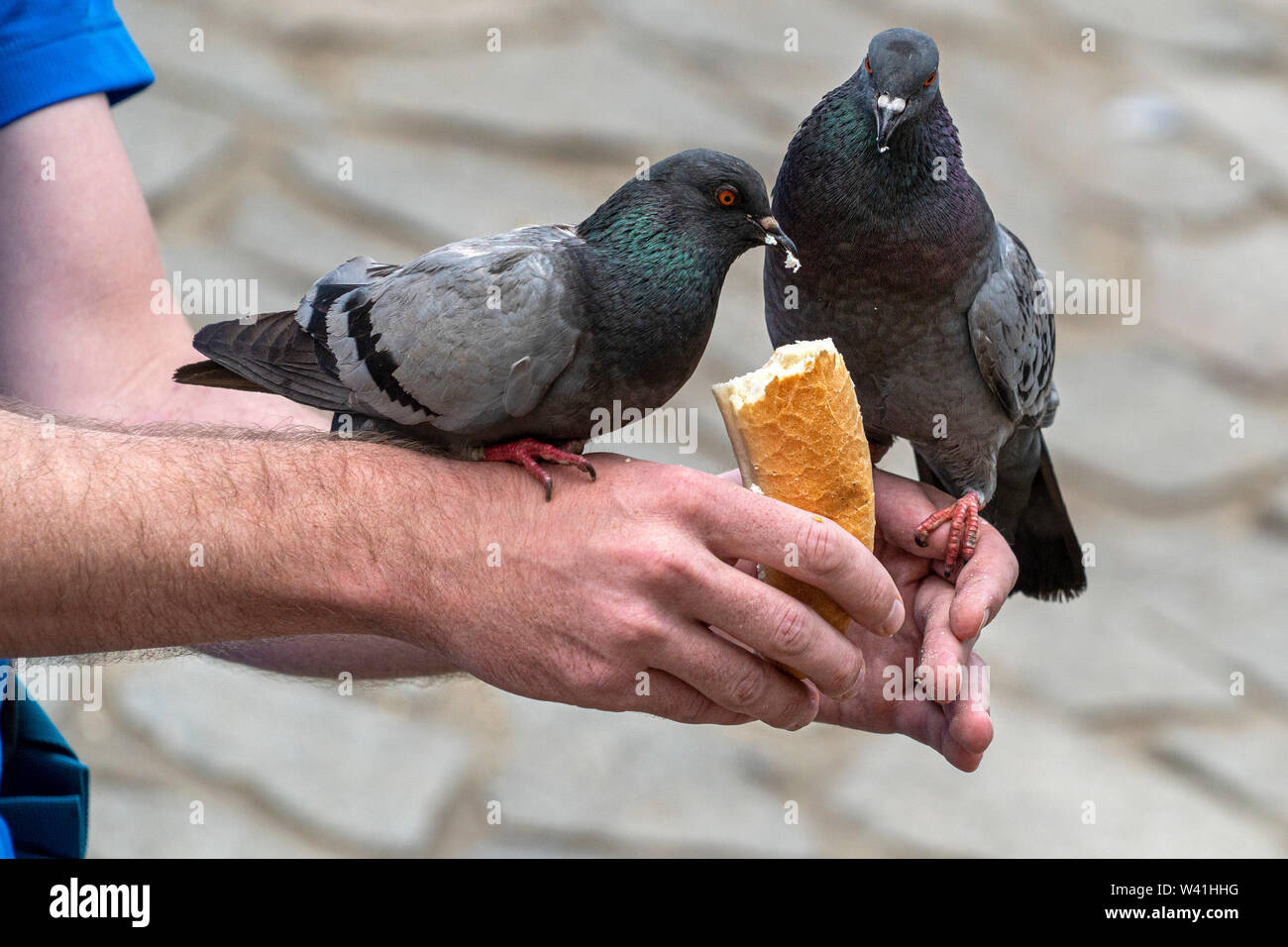 Les pigeons oiseaux manger du pain, de l'homme les mains Banque D'Images