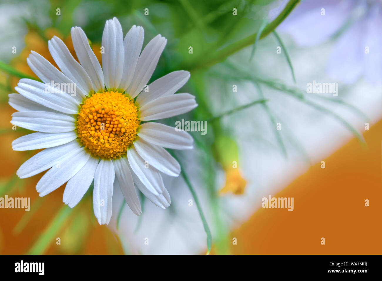 L'été paysage lumineux, avec de belles fleurs sauvages camomille Banque D'Images