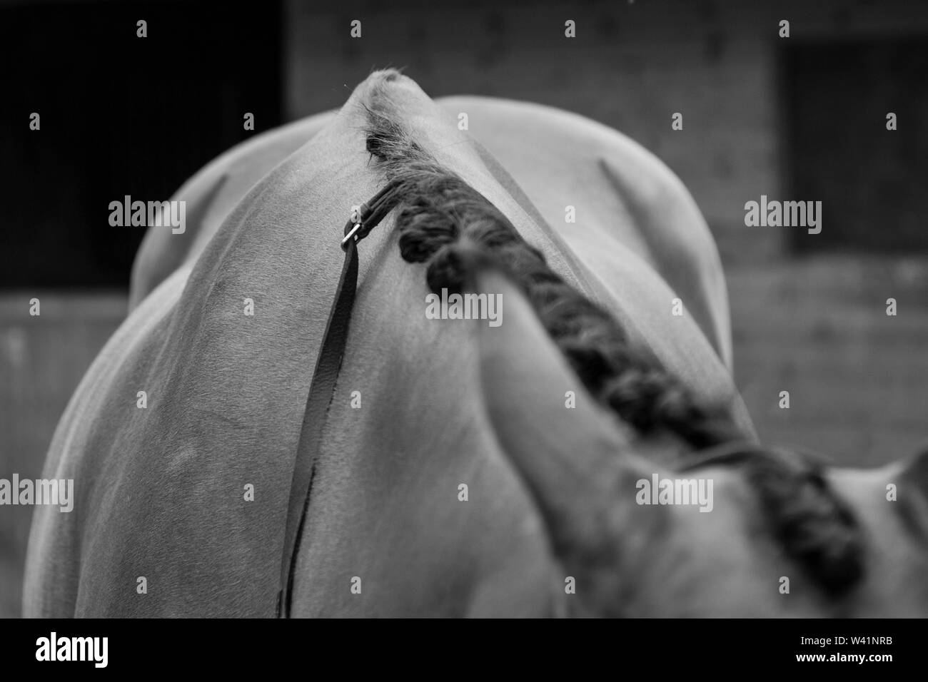 Cheval brun fermer ups, cheval, cheval brun Banque D'Images