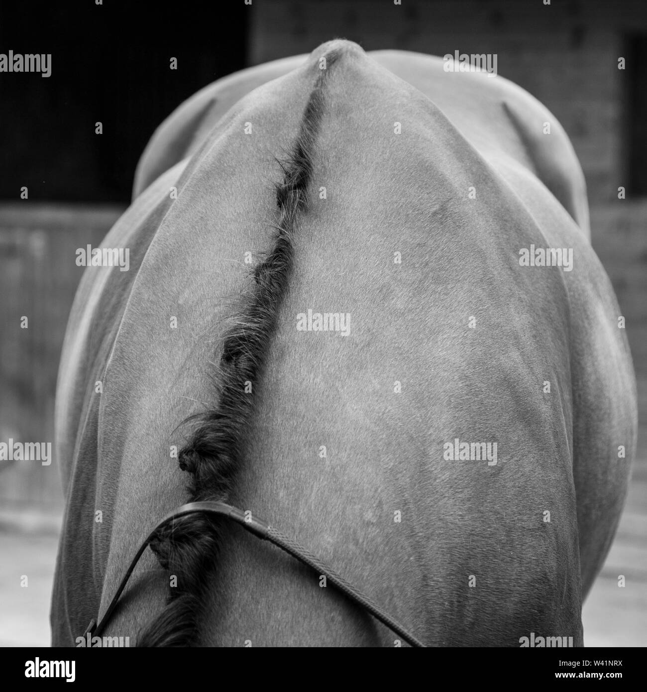 Cheval brun fermer ups, cheval, cheval brun Banque D'Images