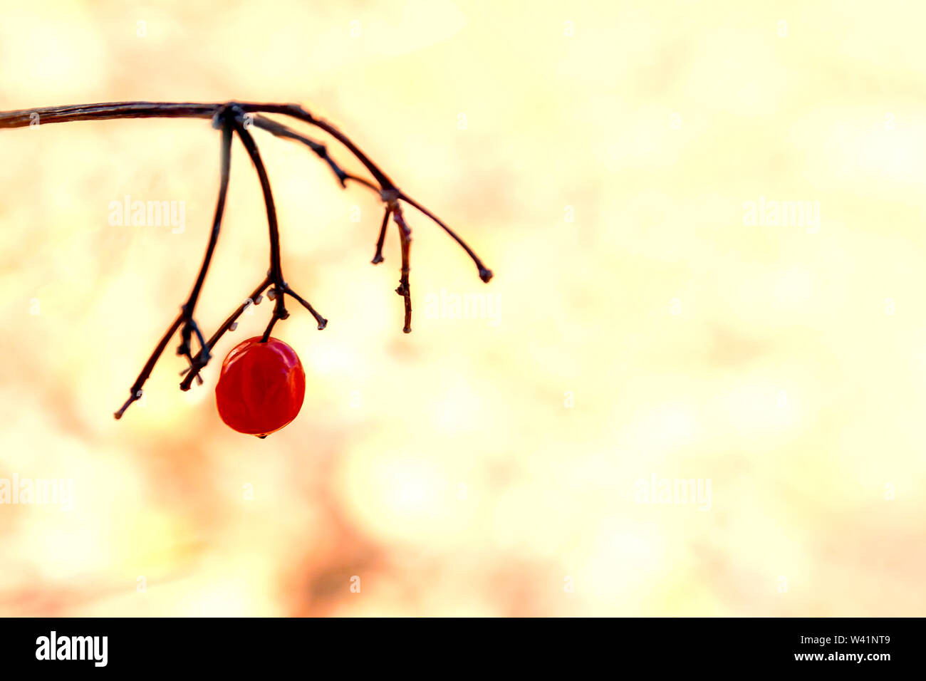 À la fin de l'automne, la première brindille de givre aux baies congelées. Banque D'Images