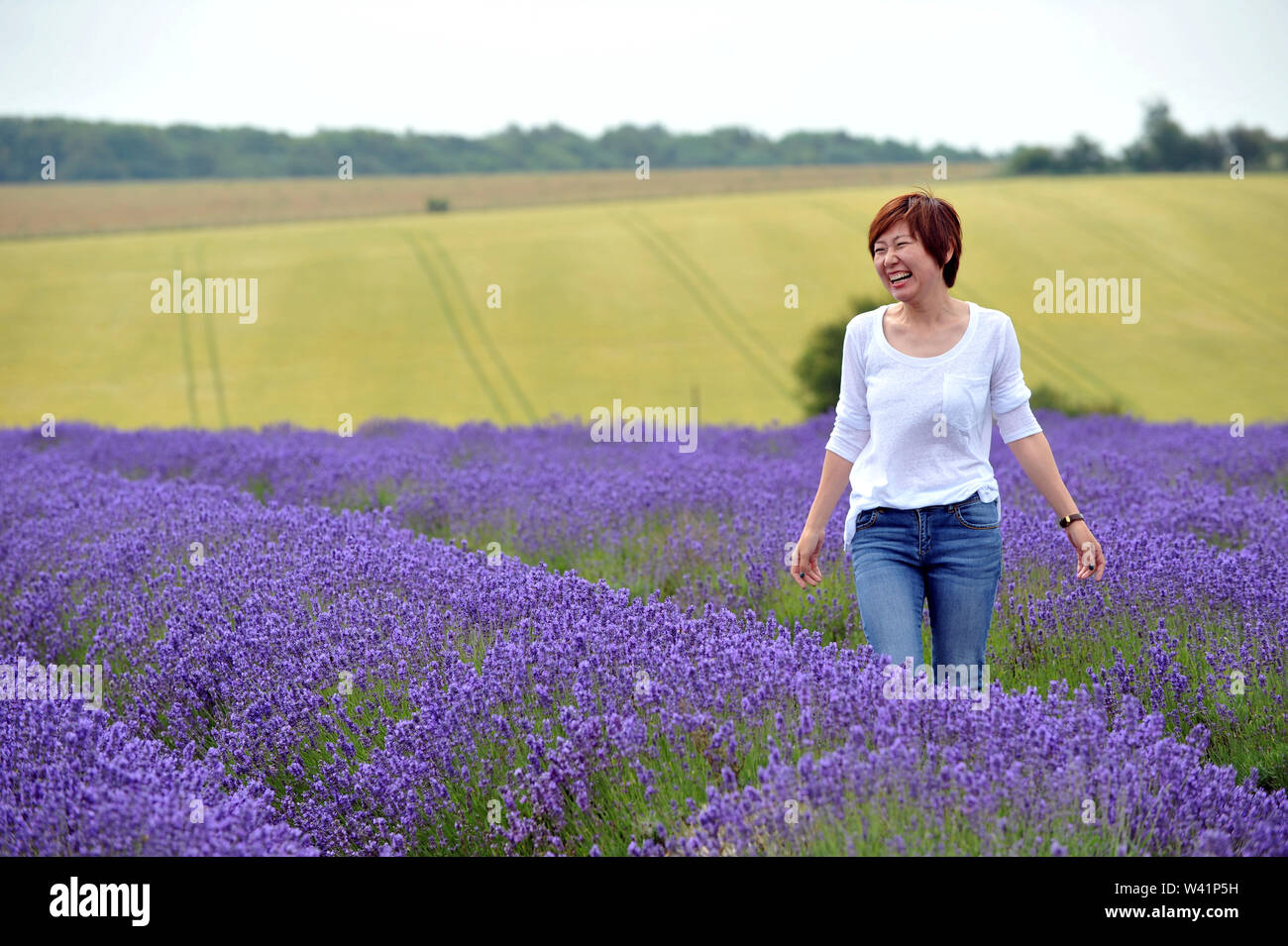 Cotswold Lavender Farm près de Snowshill sur la frontière de Worcestershire et Gloucestershire Banque D'Images