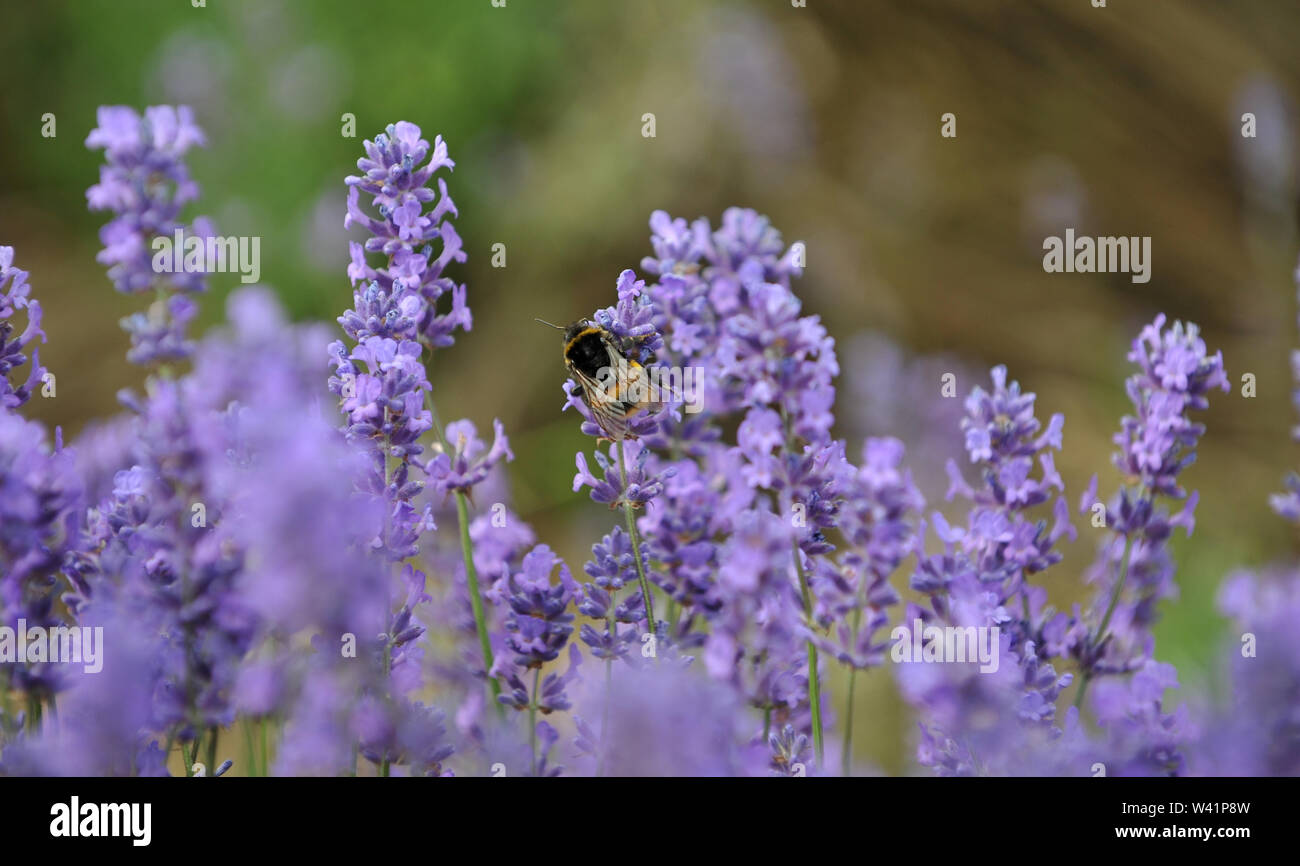 Cotswold Lavender Farm près de Snowshill sur le Gloucestershire Worcestershire et boarder ouvert aux touristes pour un peu de temps avant la récolte Banque D'Images