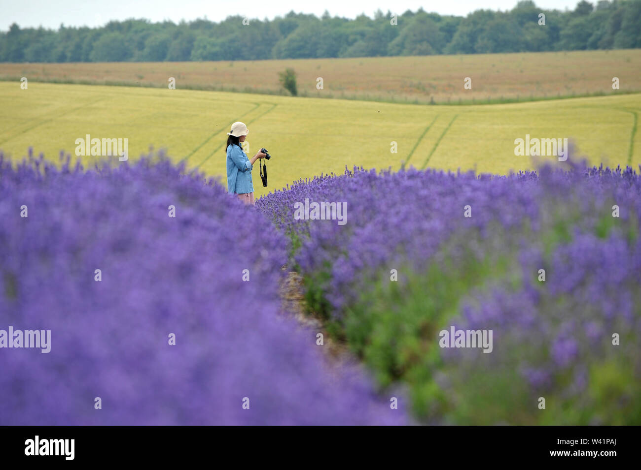 Cotswold Lavender Farm près de Snowshill sur le Gloucestershire Worcestershire et boarder ouvert aux touristes pour un peu de temps avant la récolte Banque D'Images