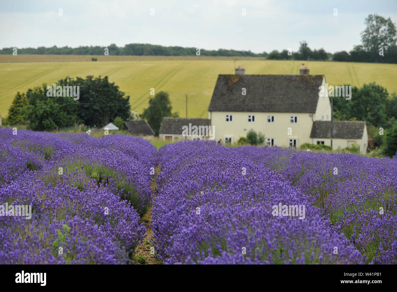 Cotswold Lavender Farm près de Snowshill sur le Gloucestershire Worcestershire et boarder ouvert aux touristes pour un peu de temps avant la récolte Banque D'Images