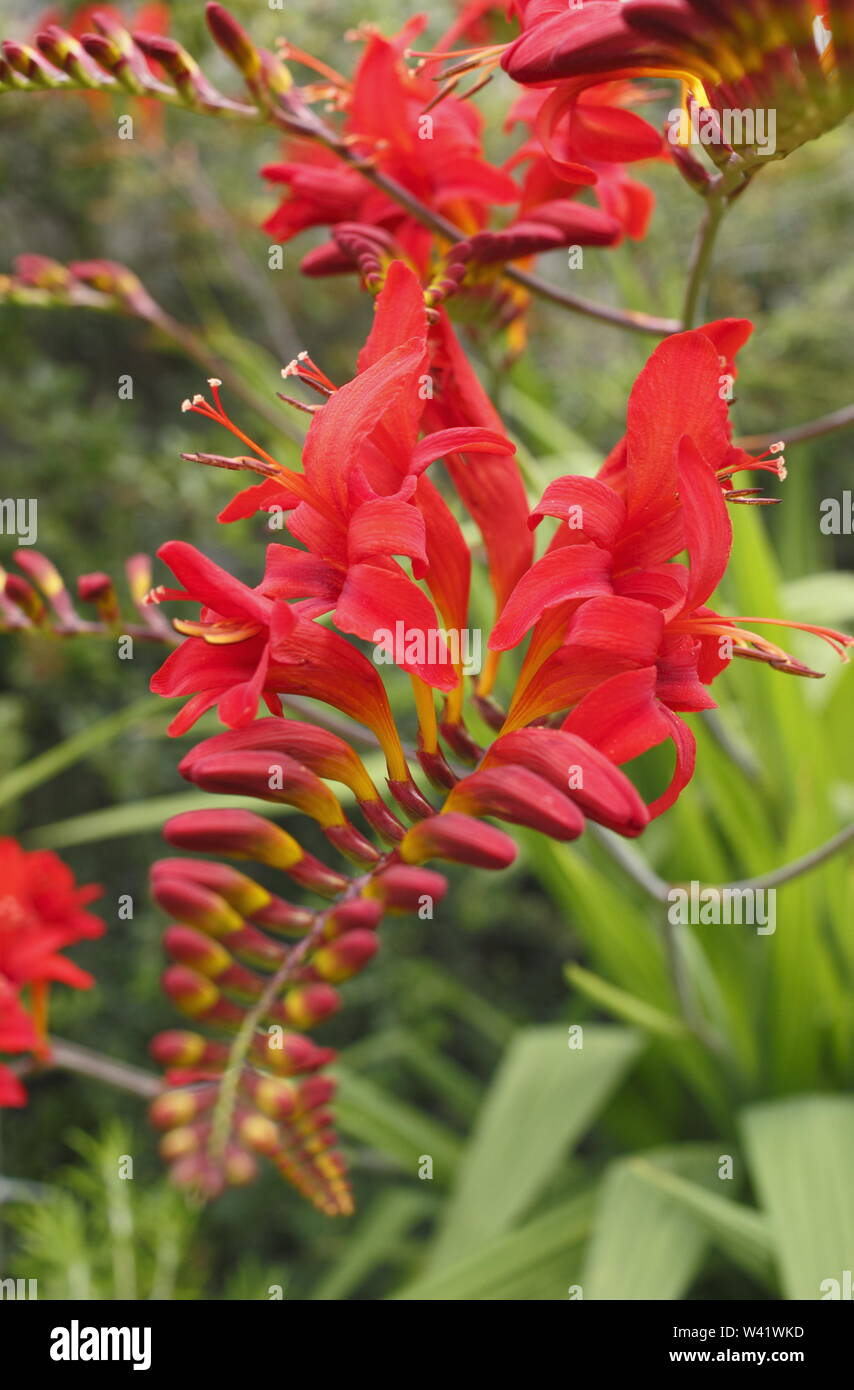 Crocosmia 'Lucifer' montbestia fleurit dans un jardin en juillet. ROYAUME-UNI Banque D'Images